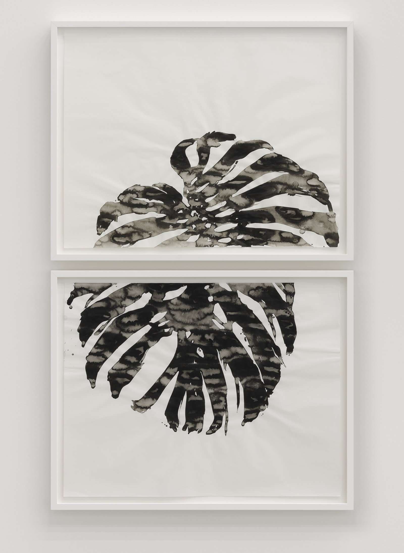 Abbas Akhavan, Monstera deliciosa (studio), 2017, ink on paper, diptych, each 22 x 28 in. (56 x 71 cm) by Abbas Akhavan