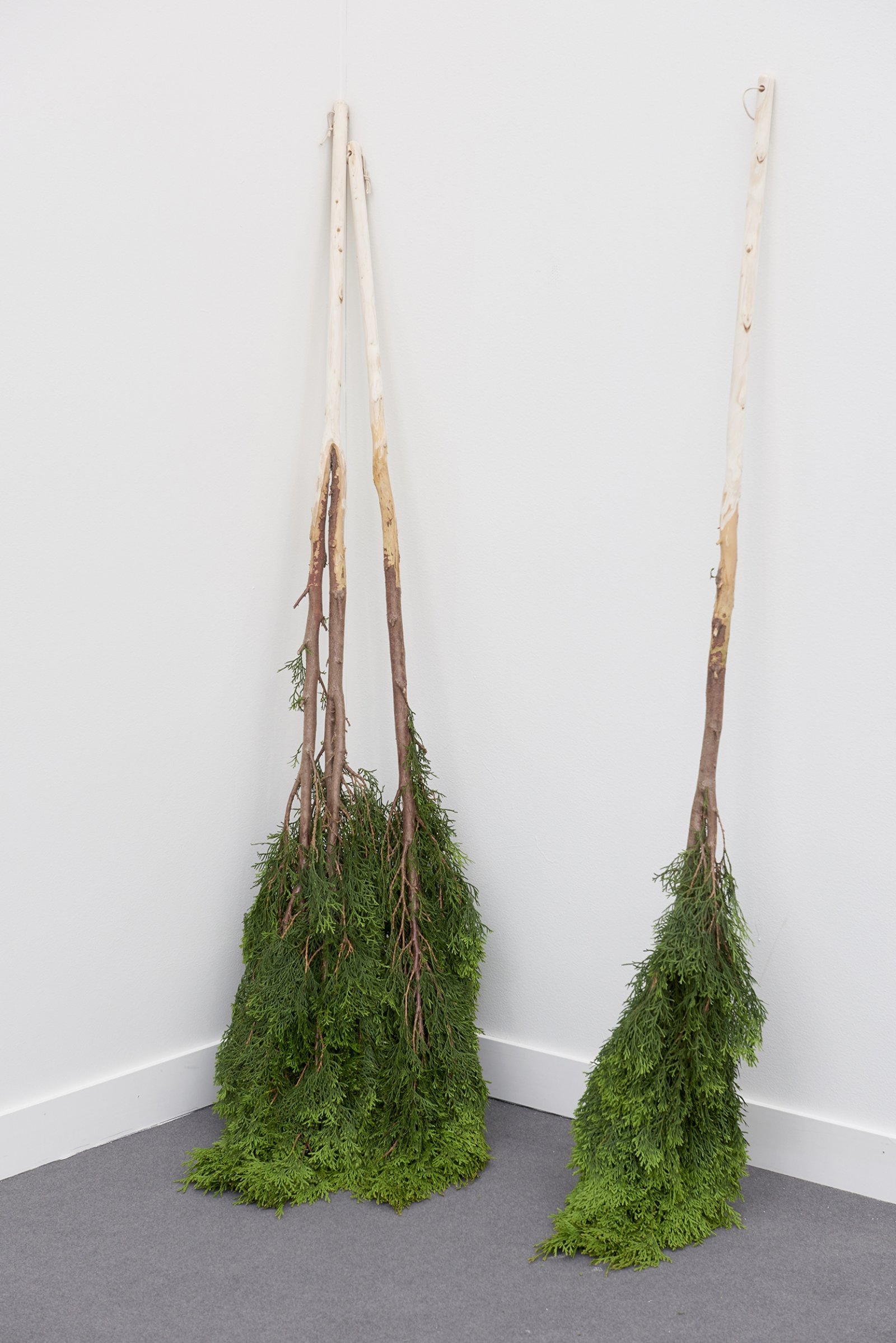 Abbas Akhavan, A Study for a Garden, 2014, emerald cedar trees, cotton string, 47 in. (120 cm)