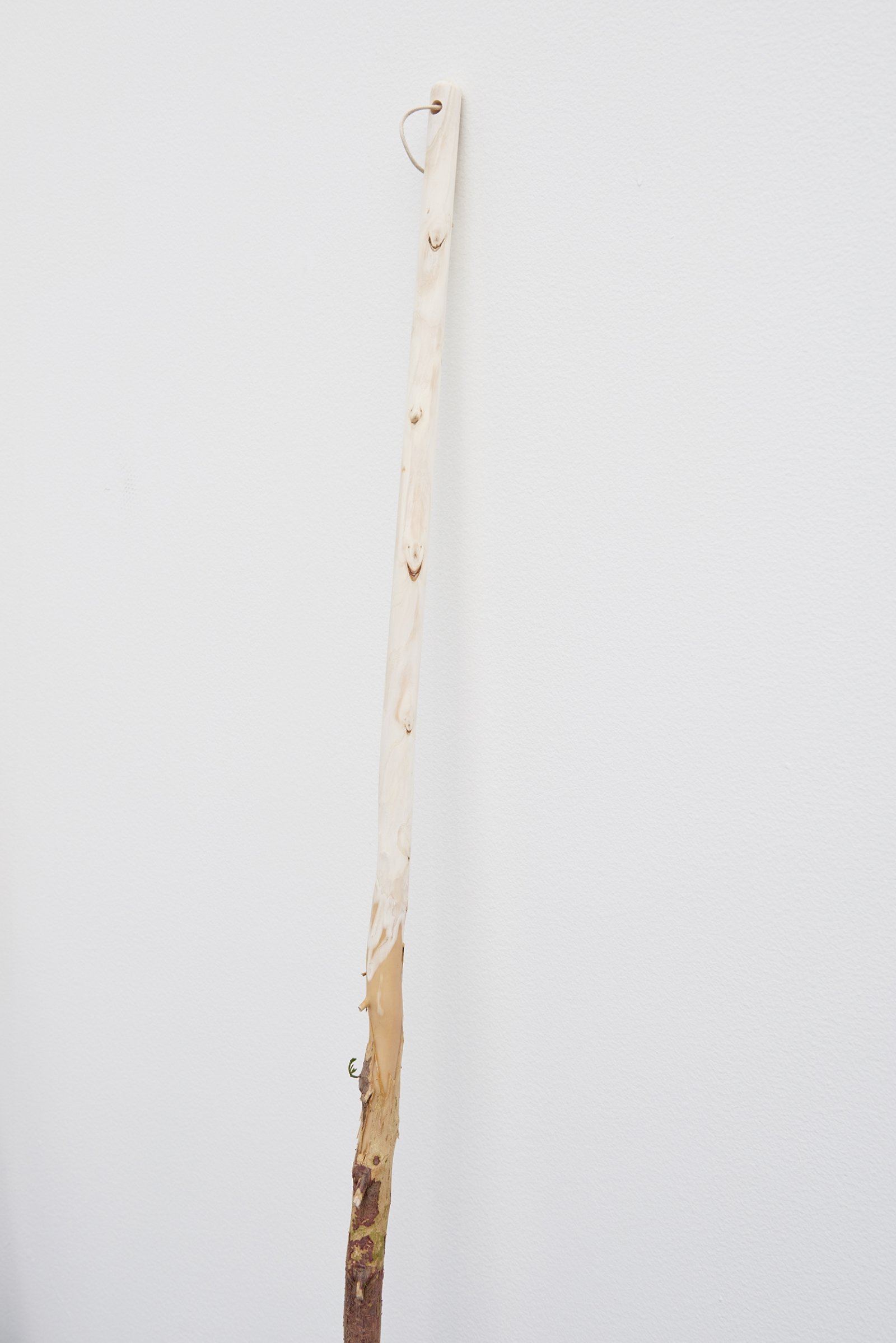 Abbas Akhavan, A Study for a Garden (detail), 2014, emerald cedar trees, cotton string, 47 in. (120 cm)