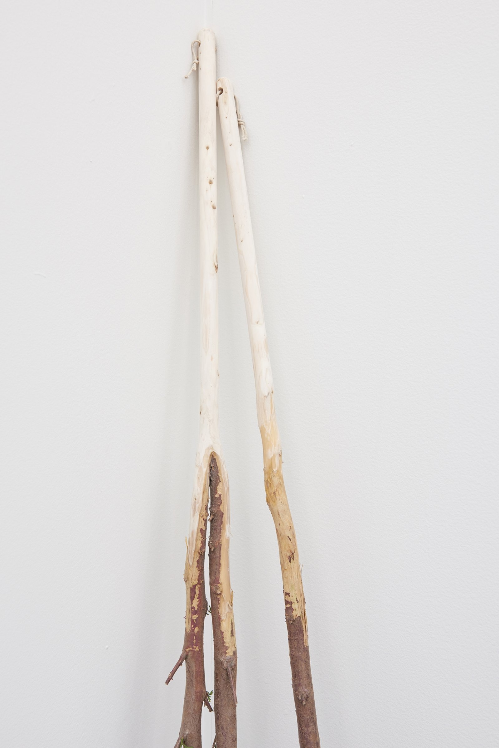 Abbas Akhavan, A Study for a Garden (detail), 2014, emerald cedar trees, cotton string, 47 in. (120 cm)