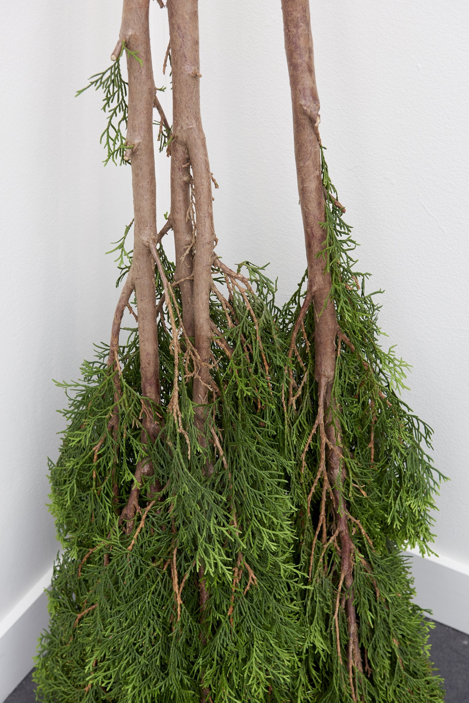 Abbas Akhavan, A Study for a Garden (detail), 2014, emerald cedar trees, cotton string, 47 in. (120 cm)