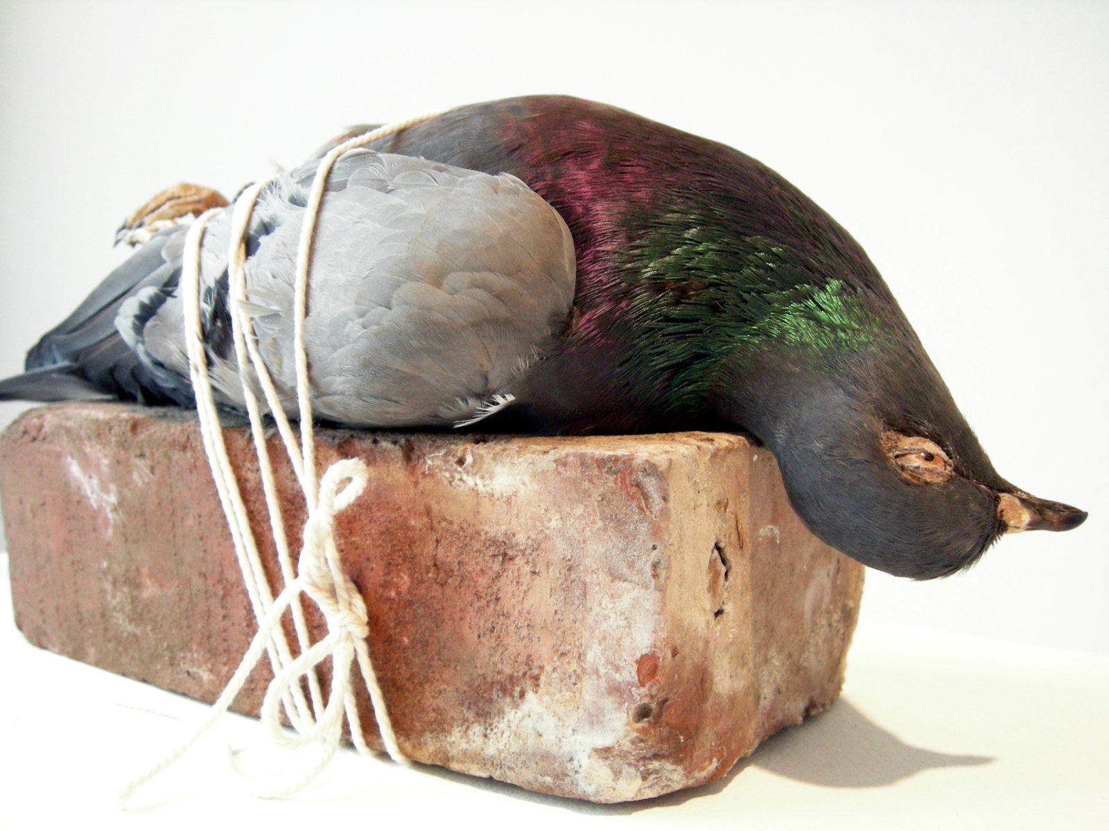 Abbas Akhavan, Correspondences (detail), 2007, taxidermy pigeon, brick, string, letter carrier and letter, glass bottle, oil, gasoline, electric tape, cloth, letter, postcard, dimensions variable