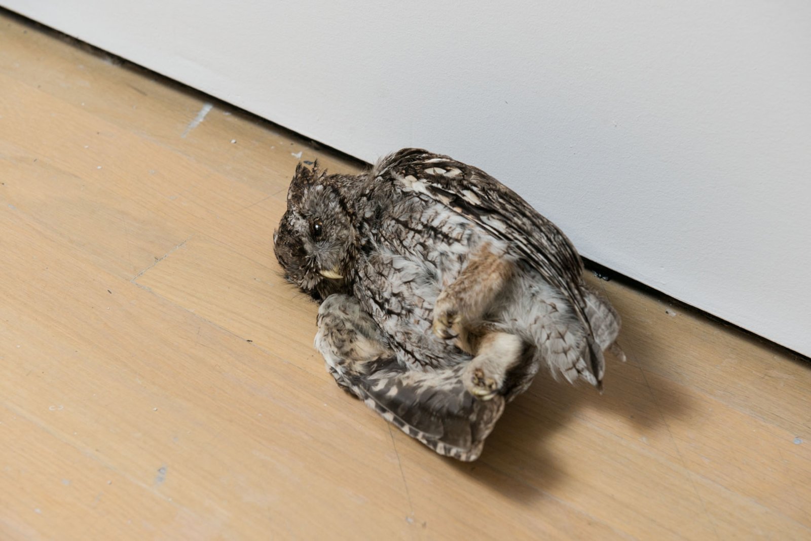 Abbas Akhavan, Fatigues, 2014, taxidermy animals, dimensions variable. Installation view, L’avenir, La Biennale de Montréal 2014, Musée d’art contemporain, Montreal, Canada