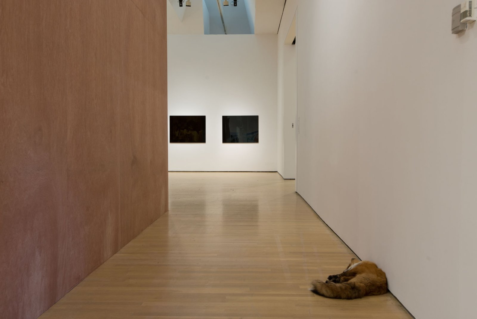 Abbas Akhavan, Fatigues, 2014, taxidermy animals, dimensions variable. Installation view, L’avenir, La Biennale de Montréal 2014, Musée d’art contemporain, Montreal, Canada
