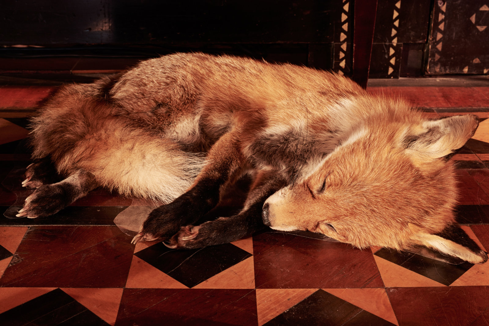 Abbas Akhavan, Fatigues, 2017, taxidermy animal (red fox), 5 x 22 x 16 in. (13 x 55 x 40 cm). Installation view, Museum Villa Stuck, Munich, Germany, 2017