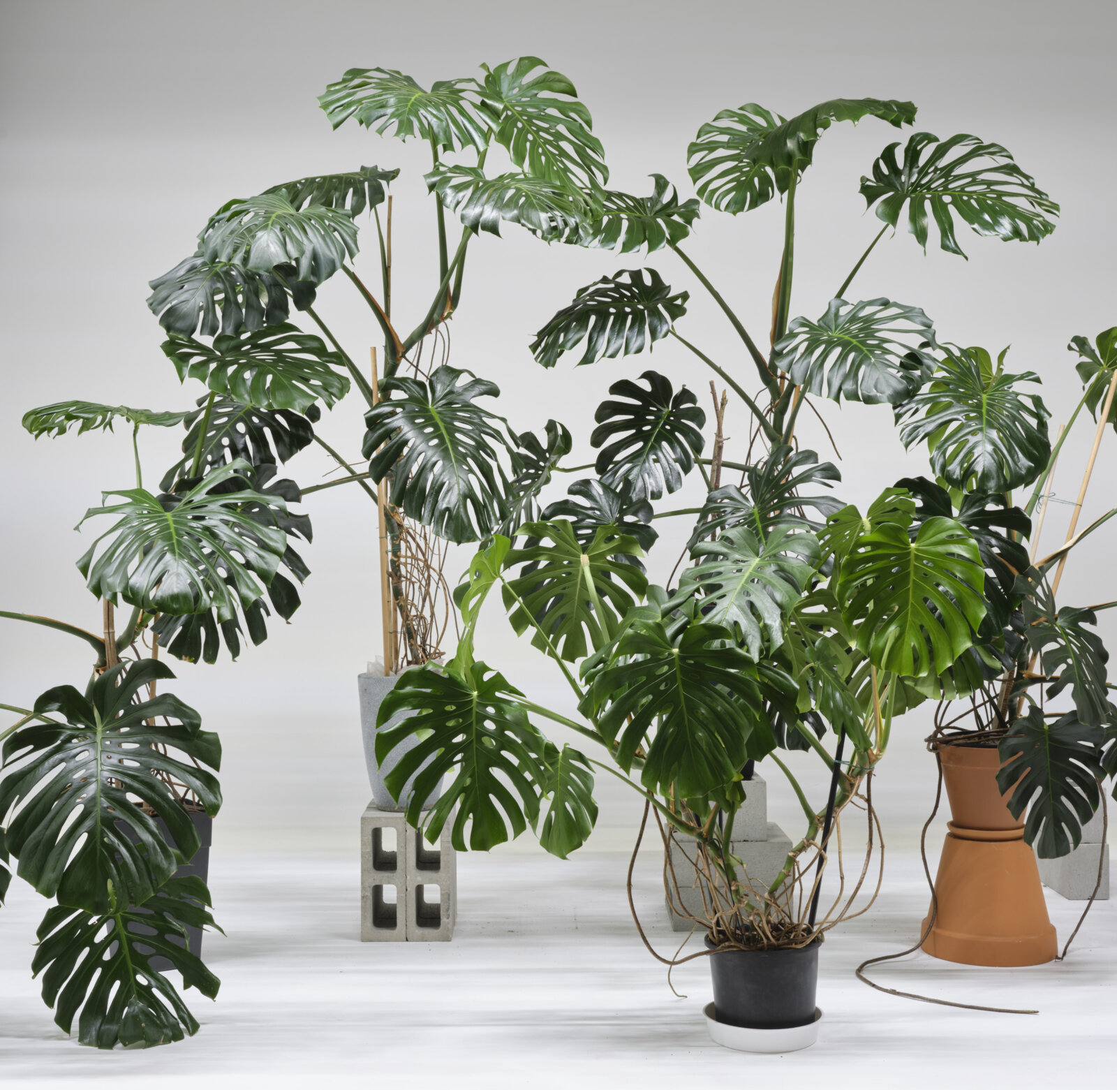 Abbas Akhavan, Studio (detail), 2025, monstera deliciosa, grow lights, lumber, hardware, drywall, paint, planters, concrete blocks, dimensions variable