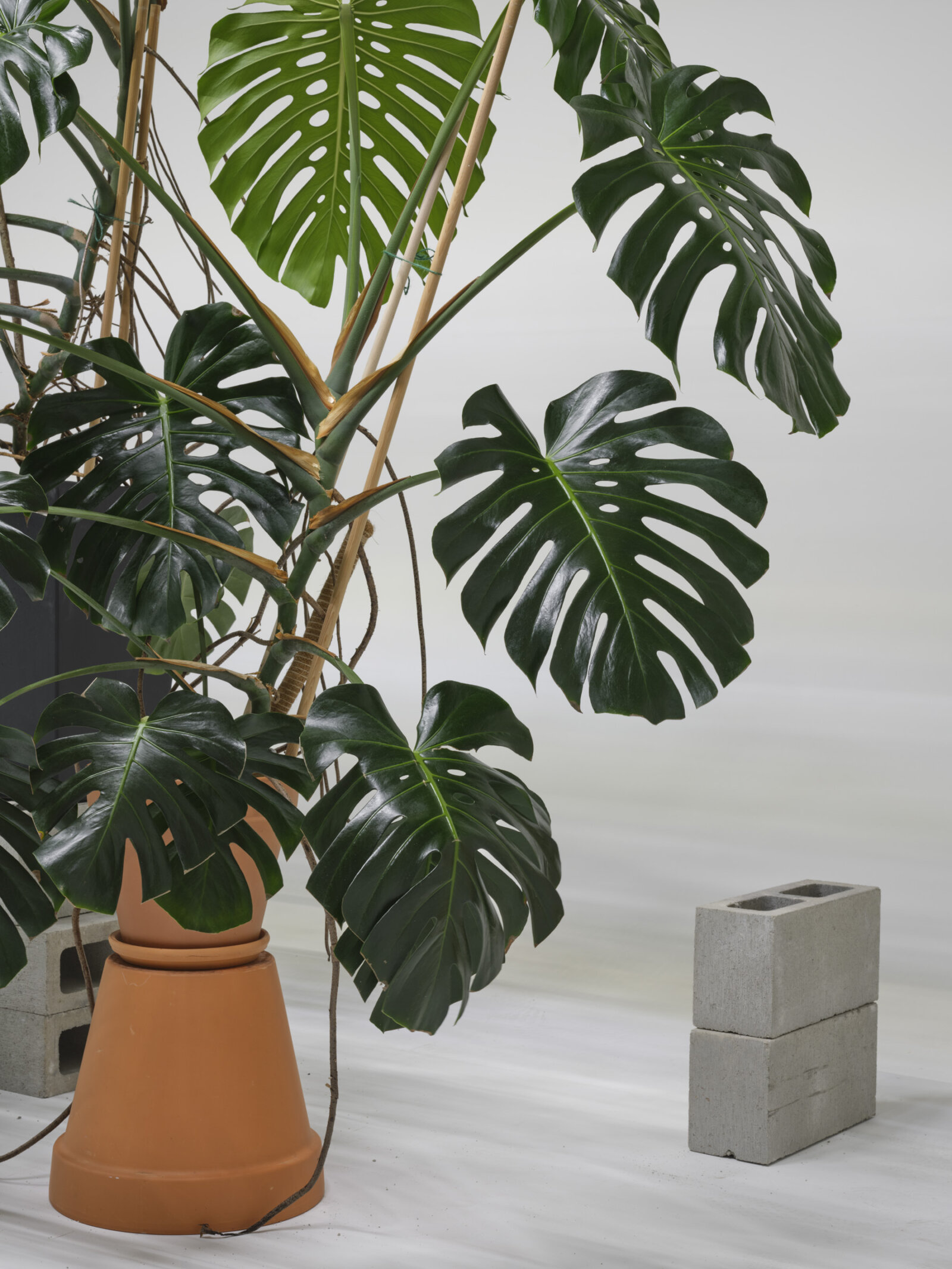 Abbas Akhavan, Studio (detail), 2025, monstera deliciosa, grow lights, lumber, hardware, drywall, paint, planters, concrete blocks, dimensions variable