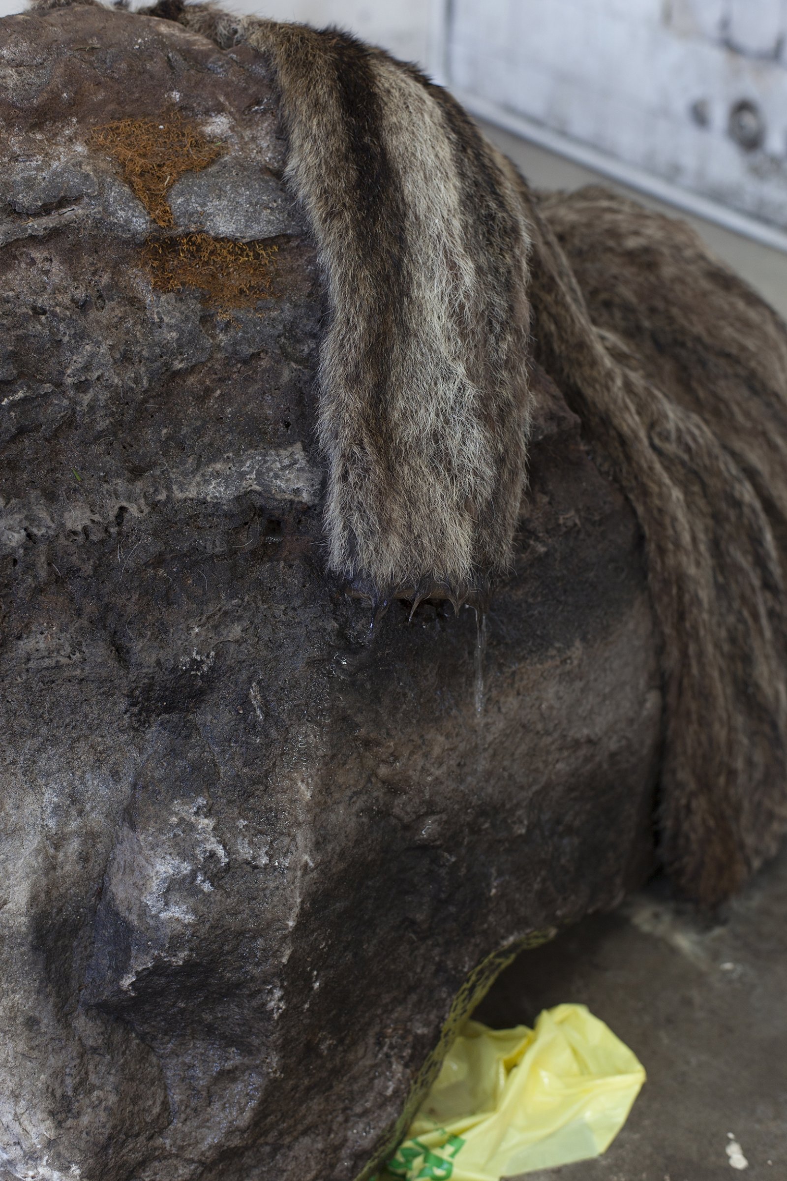 Abbas Akhavan, Untitled (detail), 2018, erratic boulder, water system, vintage fur coat, plastic bag, 40 x 30 x 31 in. (102 x 75 x 80 cm). Installation view, Folly, Vie d’ange, Montreal, 2018