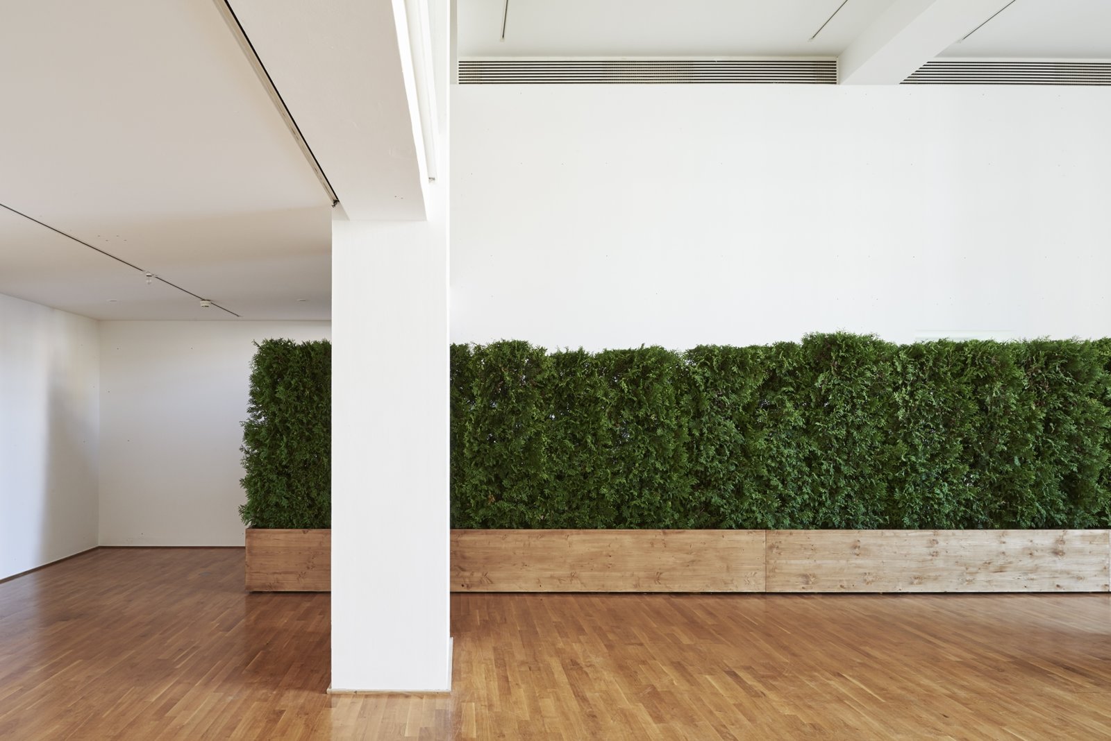 Abbas Akhavan, Untitled Garden, 2008/2017, Thuja occidentalis “Brabant”, planter, soil, water, 94 x 520 x 31 in. (240 x 1322 x 80 cm). Installation view, Museum Villa Stuck, Munich, Germany, 2017