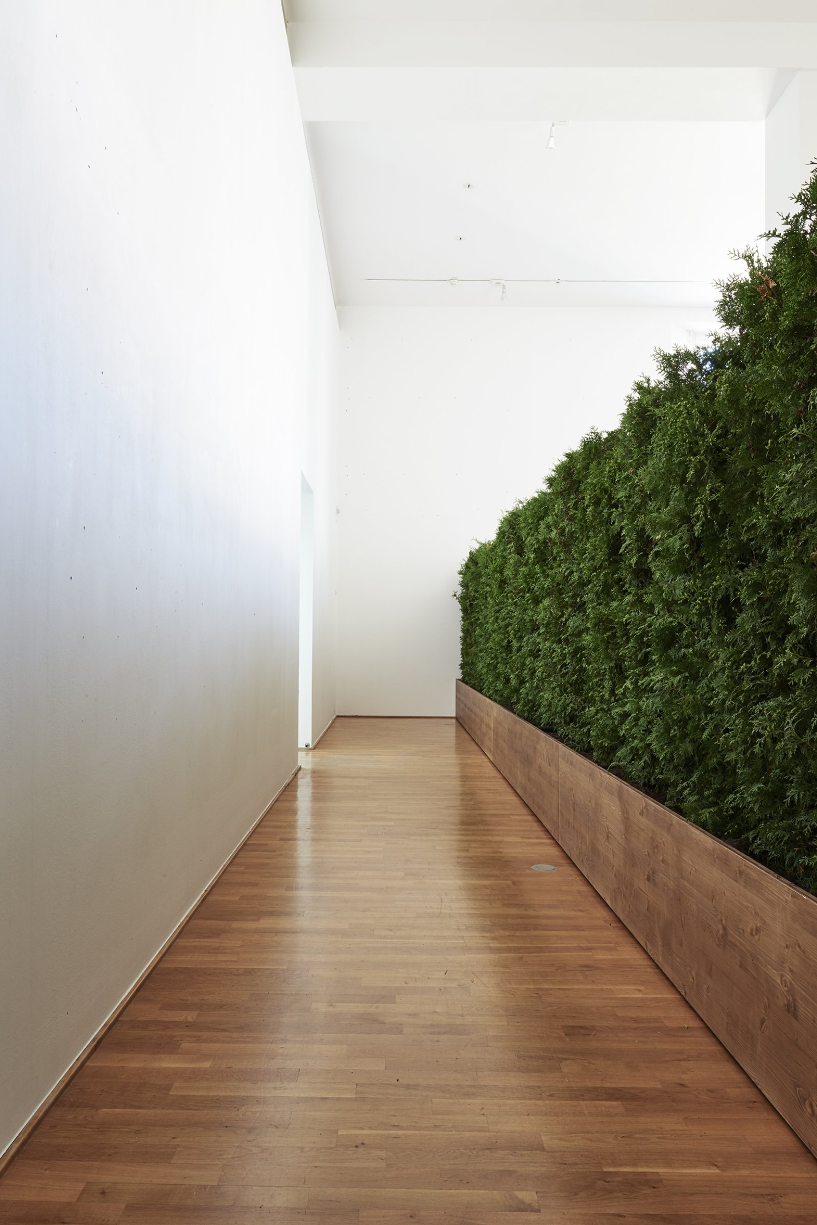 Abbas Akhavan, Untitled Garden, 2008/2017, Thuja occidentalis “Brabant”, planter, soil, water, 94 x 520 x 31 in. (240 x 1322 x 80 cm). Installation view, Museum Villa Stuck, Munich, Germany, 2017
