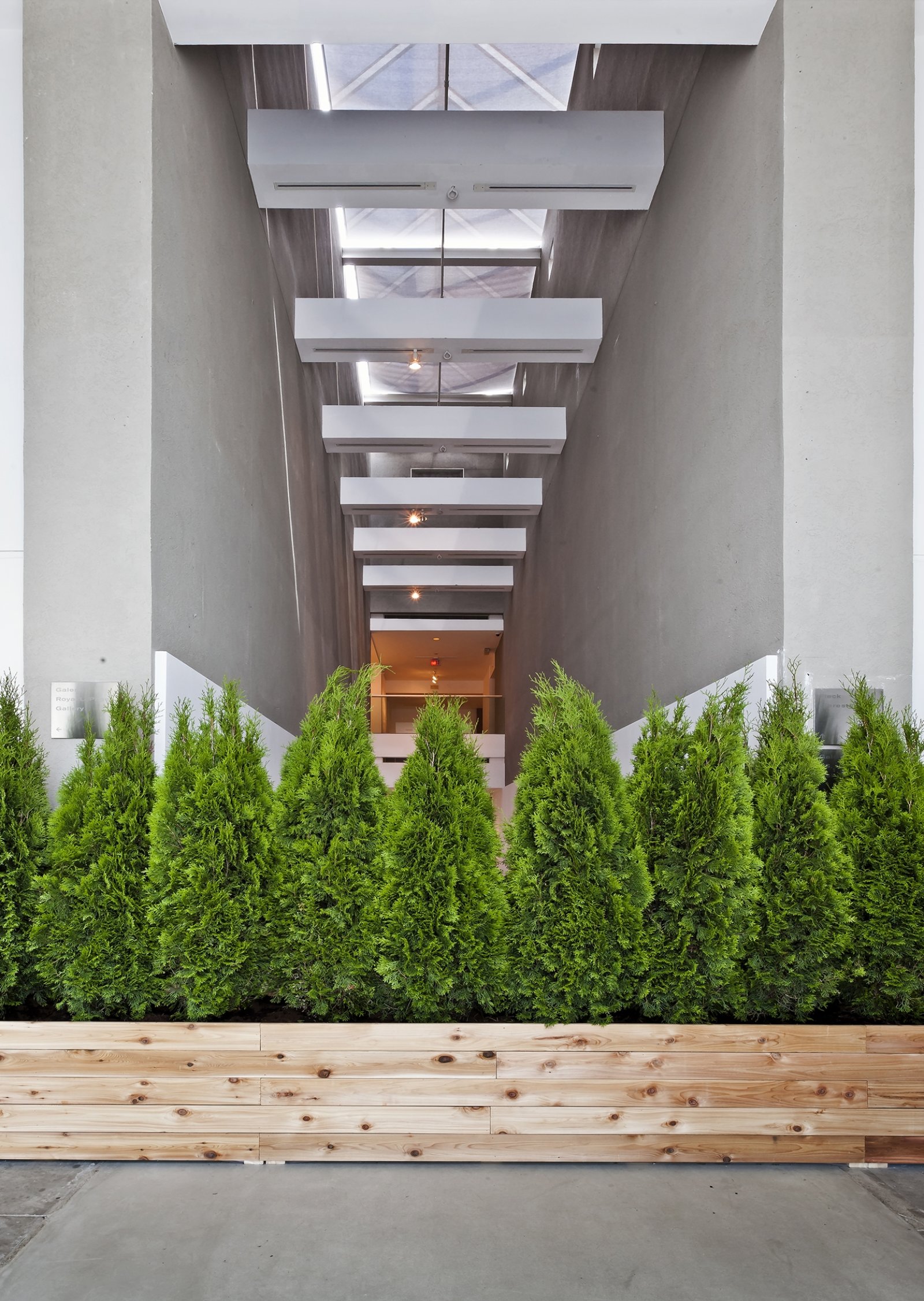 Abbas Akhavan, Untitled Garden, 2008/2012, emerald cedar trees, cedar planters, soil, 98 x 984 x 24 in. (250 x 2500 x 60 cm). Installation view, Tools for Conviviality, The Power Plant, Toronto, Canada, 2012