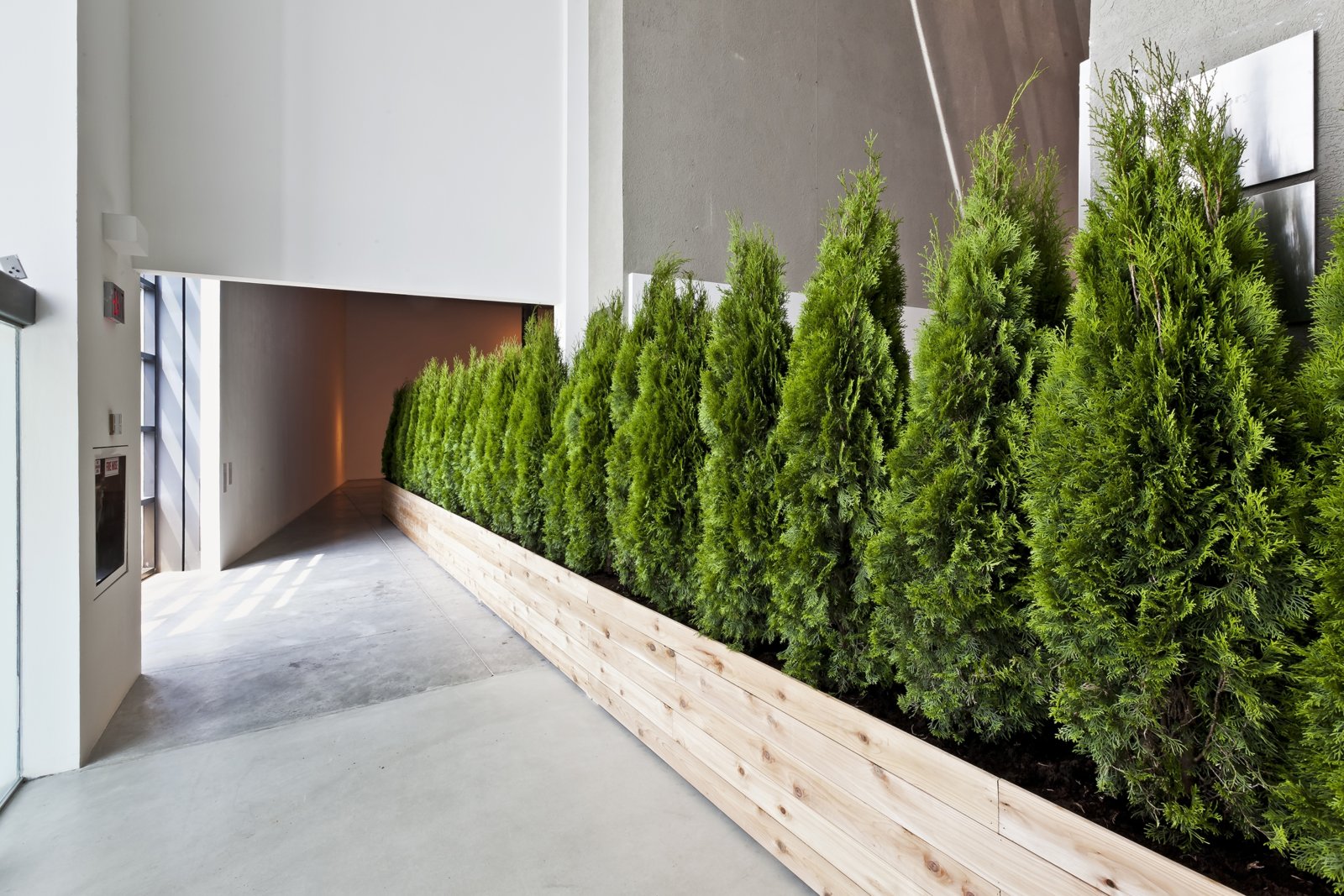 Abbas Akhavan, Untitled Garden, 2008/2012, emerald cedar trees, cedar planters, soil, 98 x 984 x 24 in. (250 x 2500 x 60 cm). Installation view, Tools for Conviviality, The Power Plant, Toronto, Canada, 2012