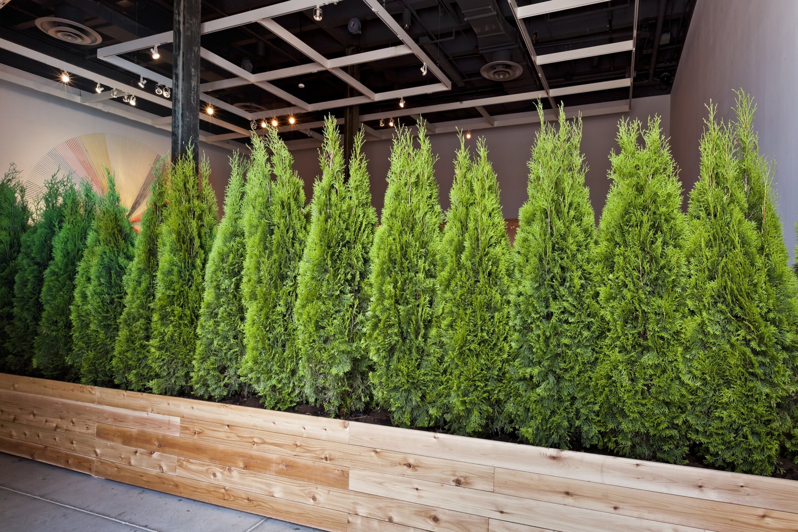 Abbas Akhavan, Untitled Garden, 2008/2012, emerald cedar trees, cedar planters, soil, 98 x 984 x 24 in. (250 x 2500 x 60 cm). Installation view, Tools for Conviviality, The Power Plant, Toronto, Canada, 2012