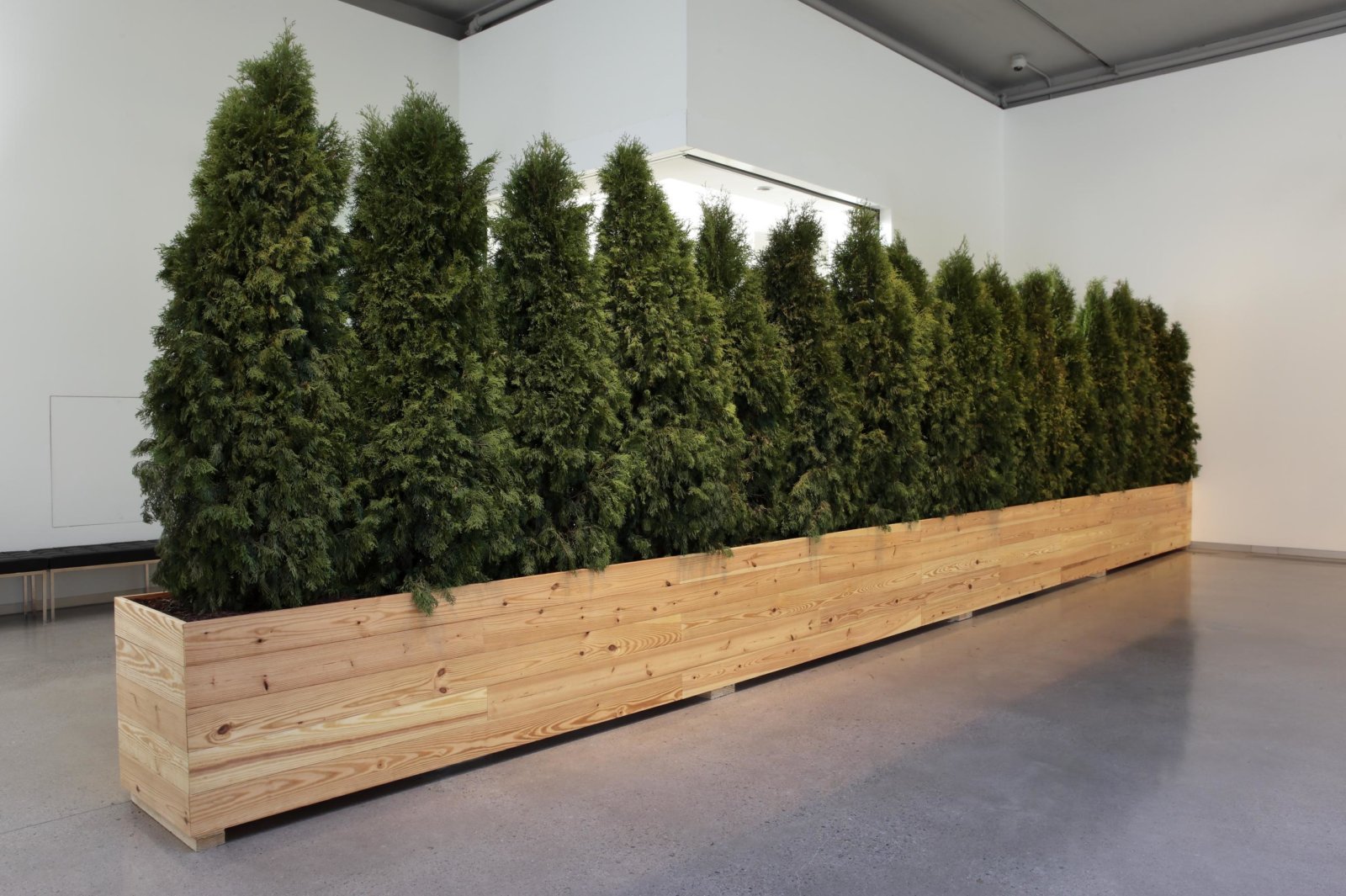 Abbas Akhavan, Untitled Garden, 2008/2018, emerald green cedar trees, planter, soil, water, 108 x 384 x 25 in. (274 x 975 x 64 cm). Installation view, Hedges, Edges, Dirt, Institute of Contemporary Art, Virginia Commonwealth University, Richmond, USA, 2018