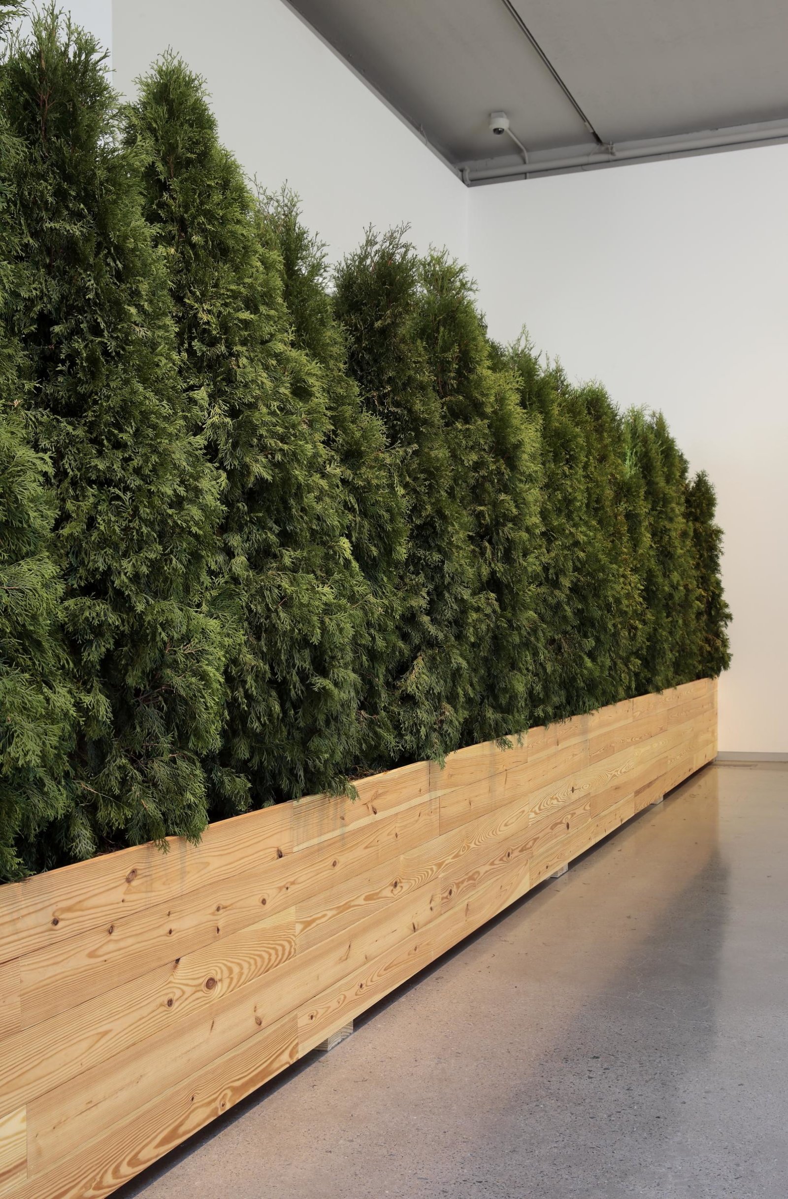 Abbas Akhavan, Untitled Garden (detail), 2008/2018, emerald green cedar trees, planter, soil, water, 108 x 384 x 25 in. (274 x 975 x 64 cm). Installation view, Hedges, Edges, Dirt, Institute of Contemporary Art, Virginia Commonwealth University, Richmond, USA, 2018