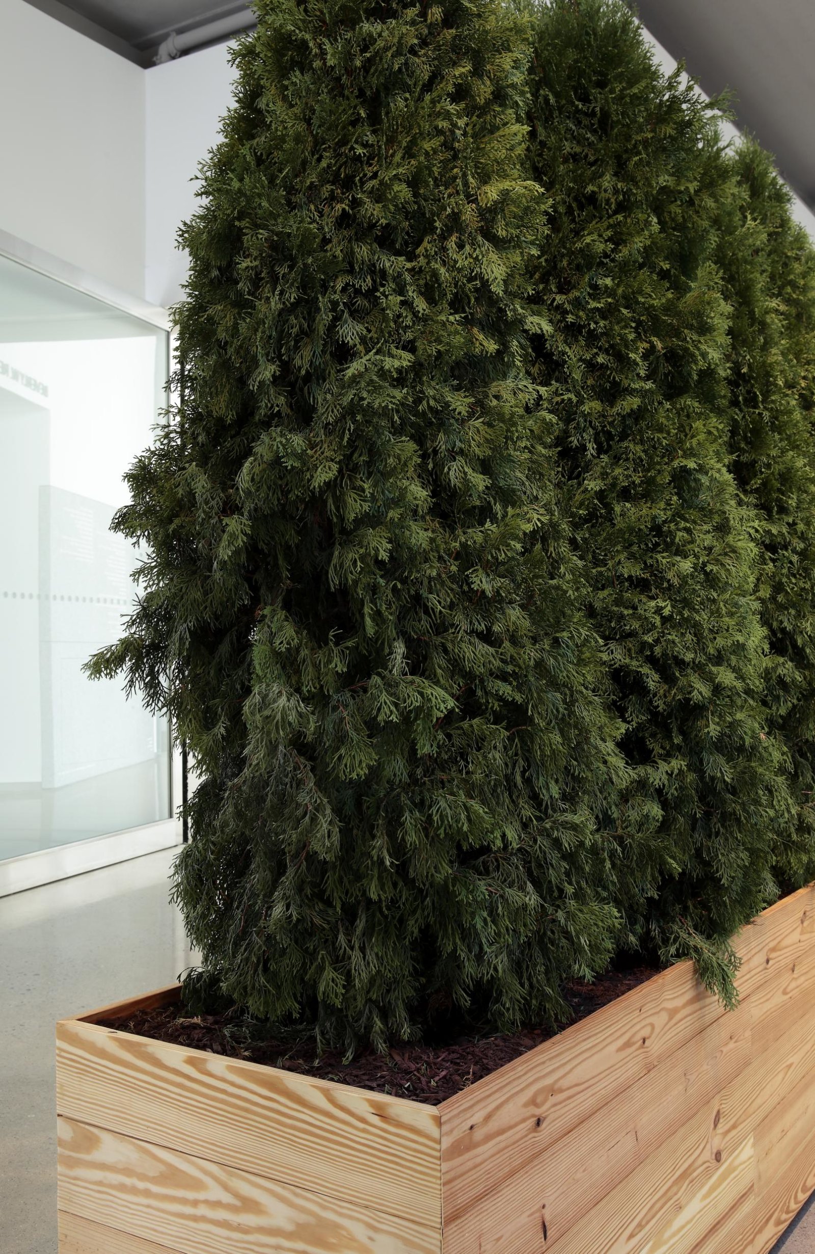 Abbas Akhavan, Untitled Garden (detail), 2008/2018, emerald green cedar trees, planter, soil, water, 108 x 384 x 25 in. (274 x 975 x 64 cm). Installation view, Hedges, Edges, Dirt, Institute of Contemporary Art, Virginia Commonwealth University, Richmond, USA, 2018