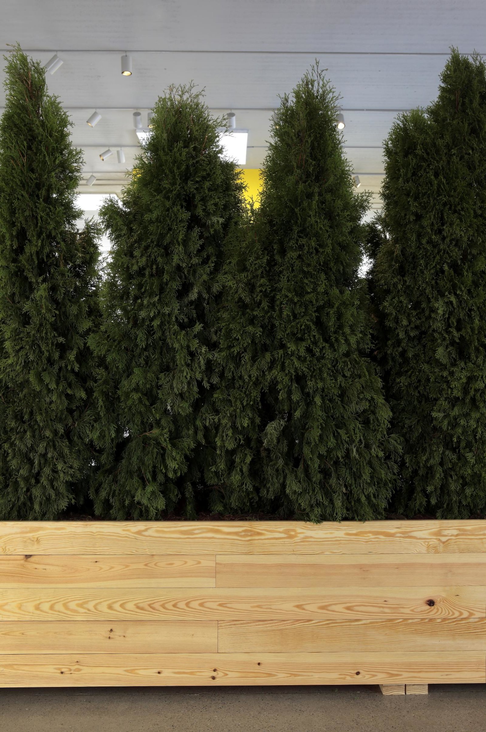 Abbas Akhavan, Untitled Garden (detail), 2008/2018, emerald green cedar trees, planter, soil, water, 108 x 384 x 25 in. (274 x 975 x 64 cm). Installation view, Hedges, Edges, Dirt, Institute of Contemporary Art, Virginia Commonwealth University, Richmond, USA, 2018