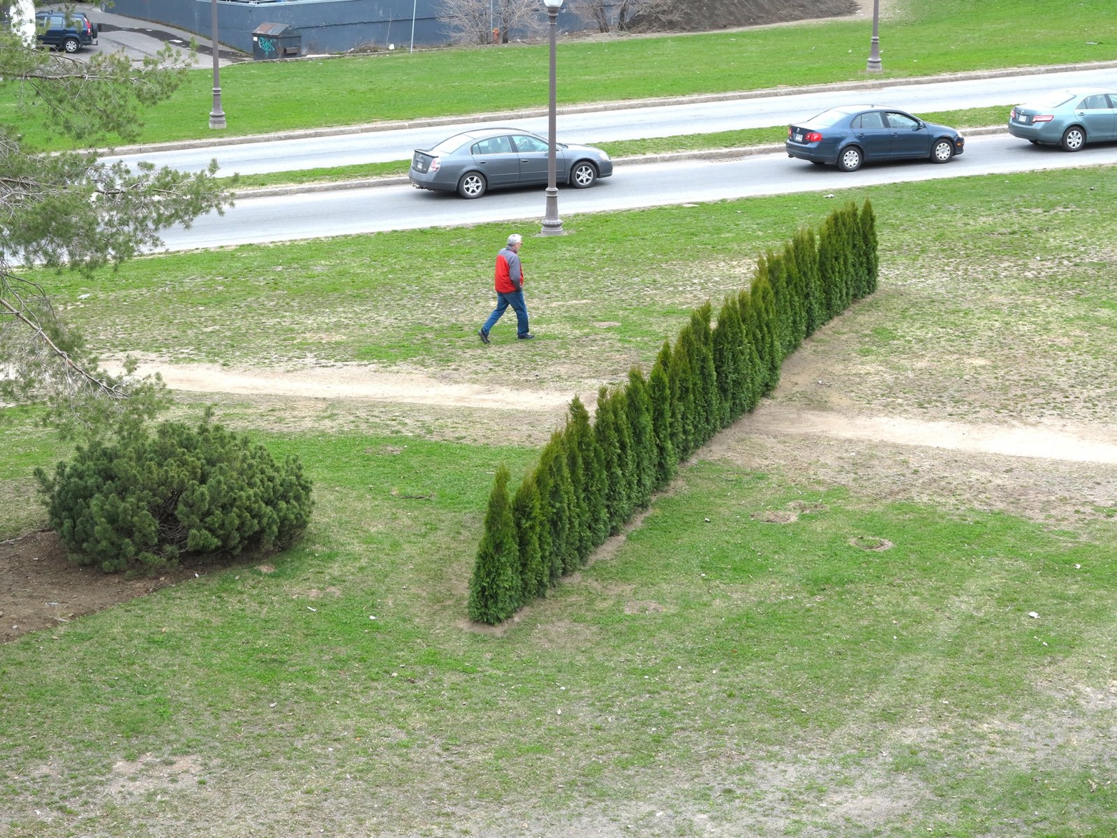 Abbas Akhavan, Variations on Untitled Garden, 2014, emerald cedar trees, dimensions variable. Installation view, Manif d’art 7, Quebec City, Canada, 2014