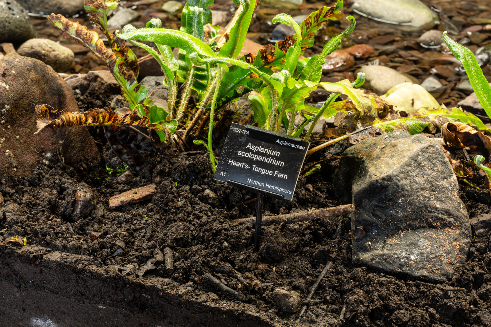 Abbas Akhavan, variations on a folly (detail), 2022, scaffold, plywood, pond liner, aggregate, clay, garden silt, soil, rocks, water, pond pump and tubing, plants sourced from the gardens, hardware, full spectrum lights, installation dimensions variable