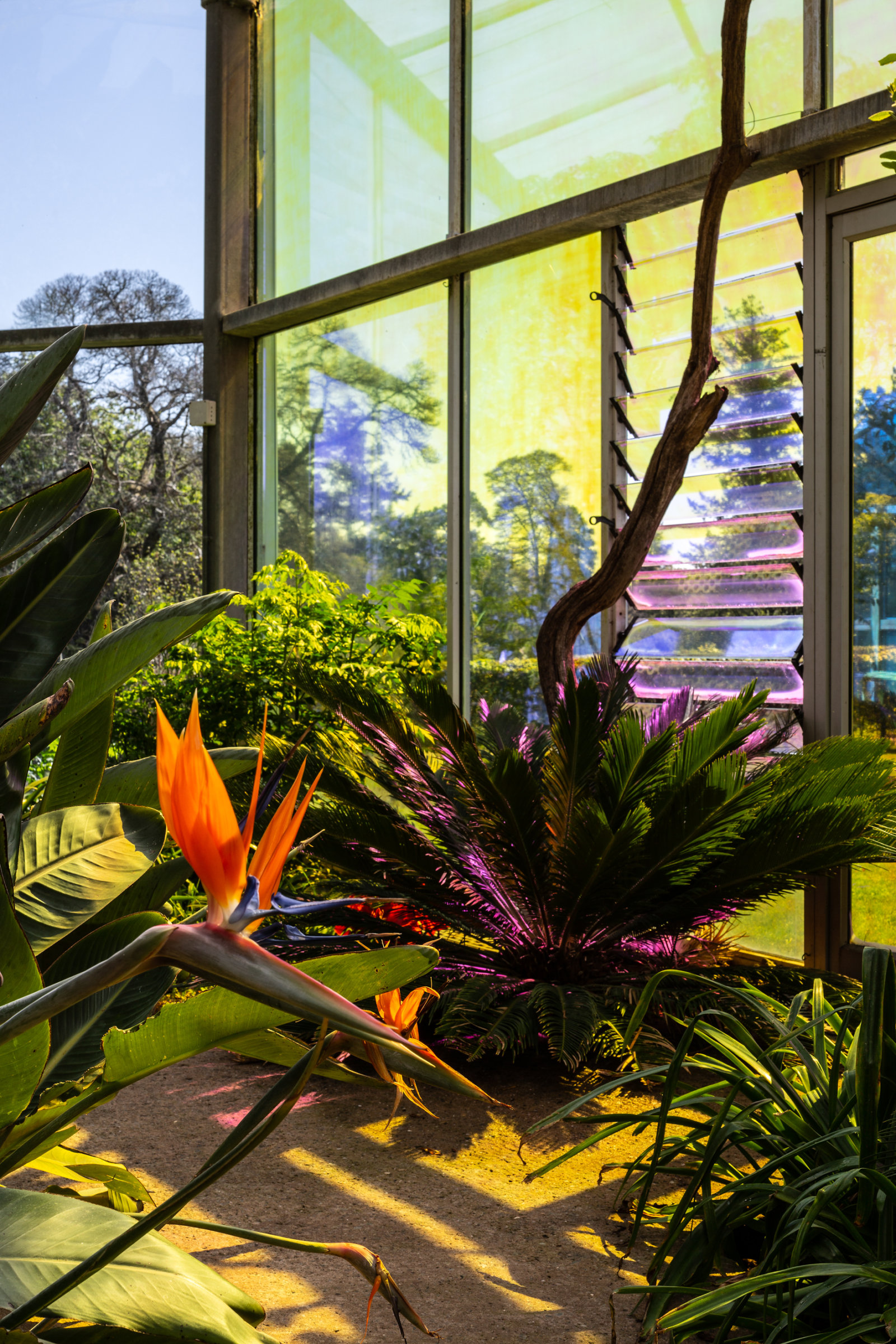 Abbas Akhavan, you used to call it blue sometimes, 2022, transparent dichroic film, audio, dimensions variable, 23 minutes. Installation view,study for a garden, Mount Stuart House, Isle of Bute, Scotland, 2022