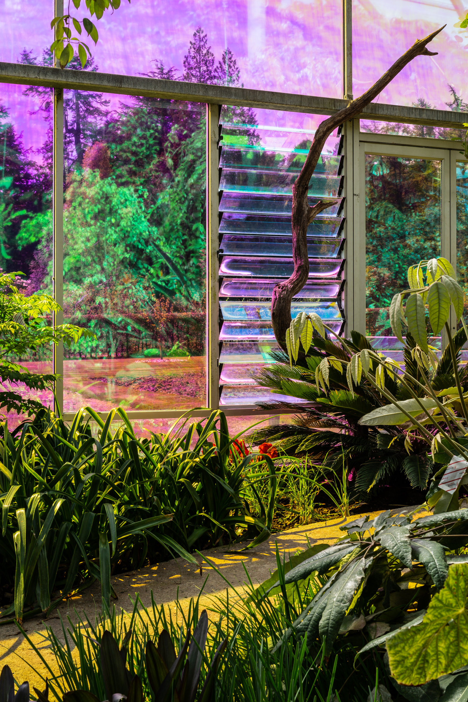 Abbas Akhavan, you used to call it blue sometimes (detail), 2022, transparent dichroic film, audio, dimensions variable, 23 minutes. Installation view, study for a garden, Mount Stuart House, Isle of Bute, Scotland, 2022
