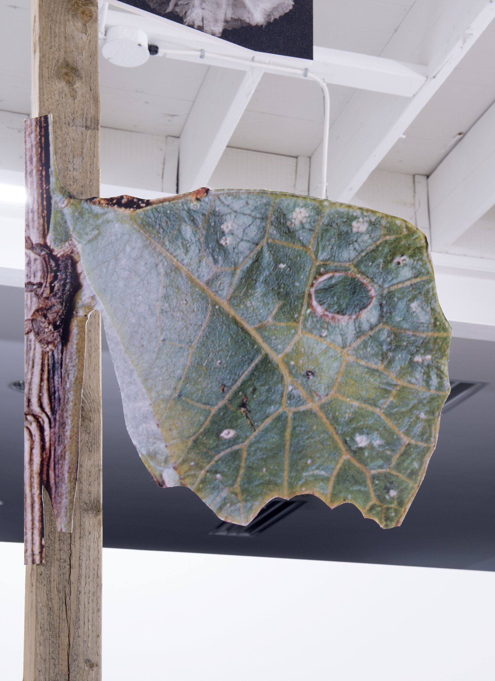 Geoffrey Farmer, In the dark pool the grass grows. In the grass there is night. Hold tight, and climb the tree, eating leaves then leap! (detail), 2014, douglas fir pole, 6 photographs mounted on foamcore, 200 x 4 x 4 in. (508 x 9 x 9 cm)