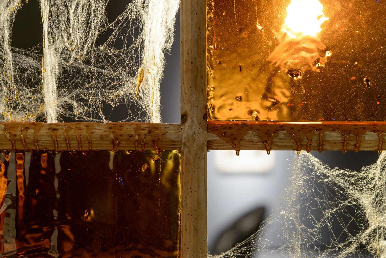 Kasper Feyrer, Bugged/Webbed, 2013, sugar glass with dead bugs, fake cobwebs, bleached hole riddled wood frame, dimensions variable. Installation view, The Intellection of Lady Spider House, Art Gallery of Alberta, 2013.