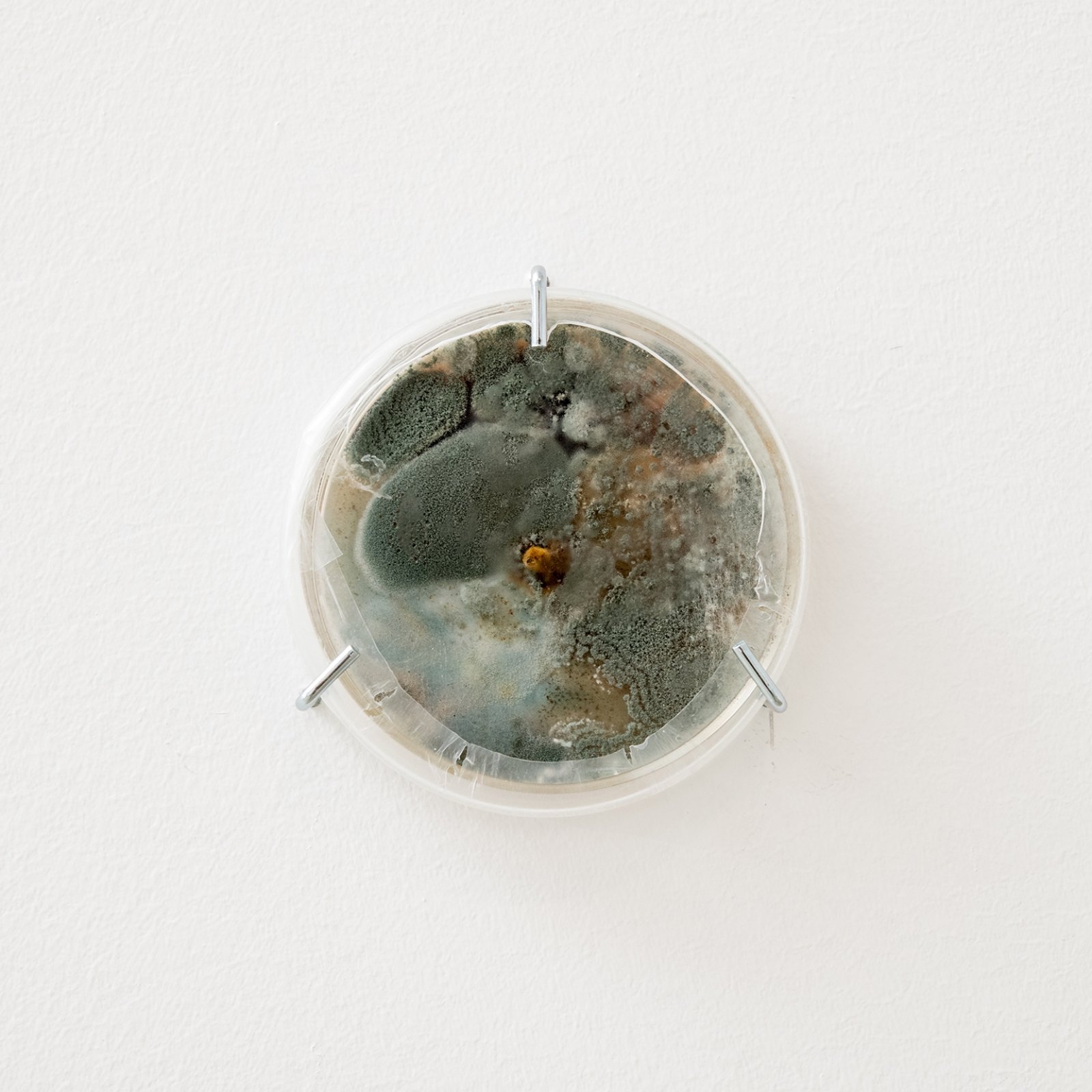 Kasper Feyrer, Cultures, 2019, c-print, pyrex petri dish, agar, malt, yeast, Phellinus igniarius mycelium (willow bracket), contaminants, 9 components, each 4 x 4 x 1 in. (10 x 10 x 3 cm)