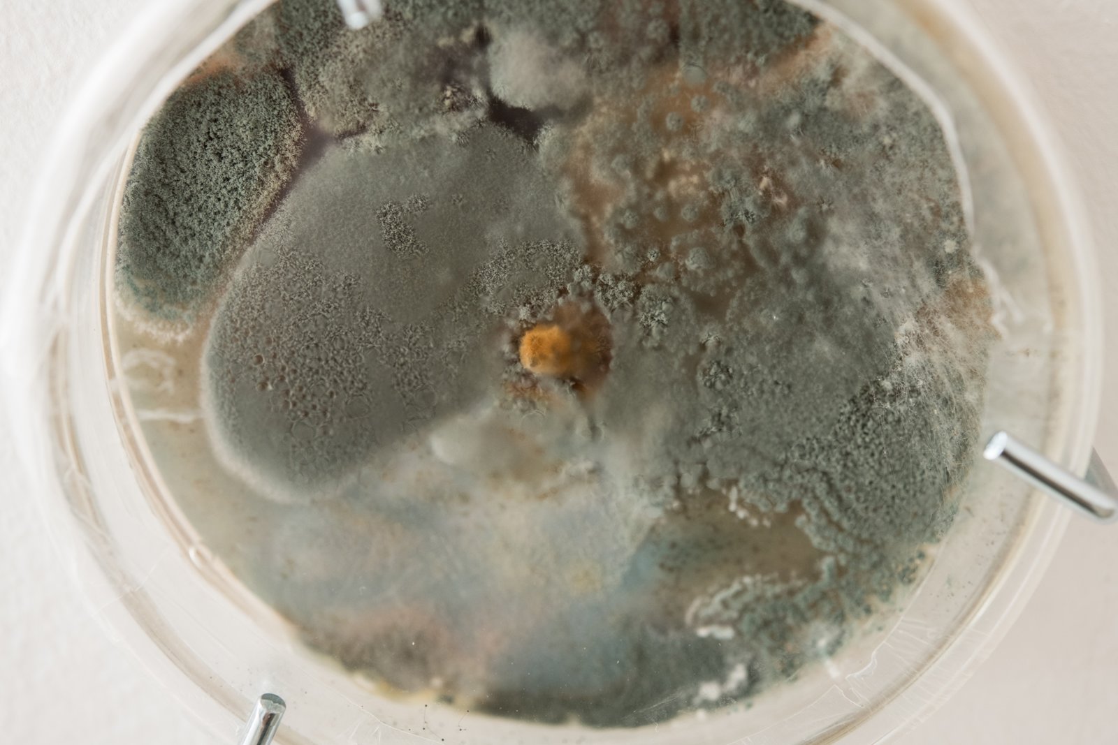 Kasper Feyrer, Cultures (detail), 2019, c-print, pyrex petri dish, agar, malt, yeast, Phellinus igniarius mycelium (willow bracket), contaminants, 9 components, each 4 x 4 x 1 in. (10 x 10 x 3 cm)