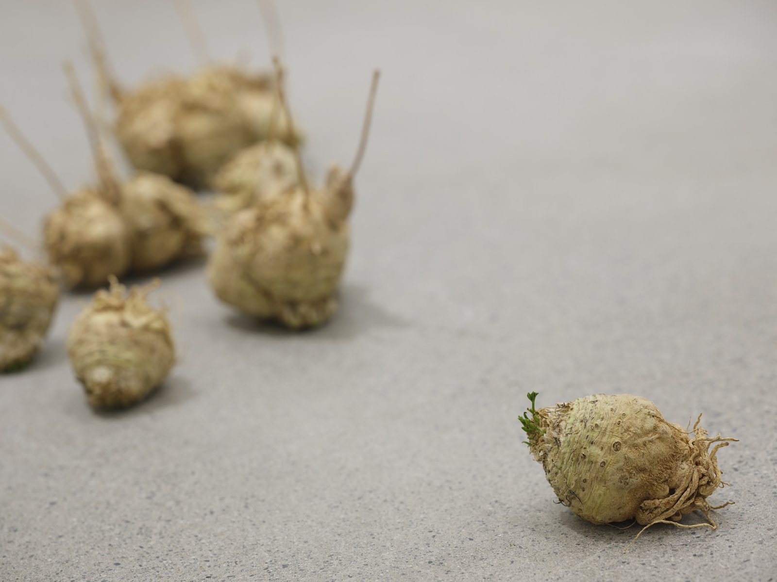 ​Rochelle Goldberg, Cosmic Footing (detail), 2019, celeriac, ginger, cast aluminum matches, cast bronze matches, installation dimensions variable by Rochelle Goldberg