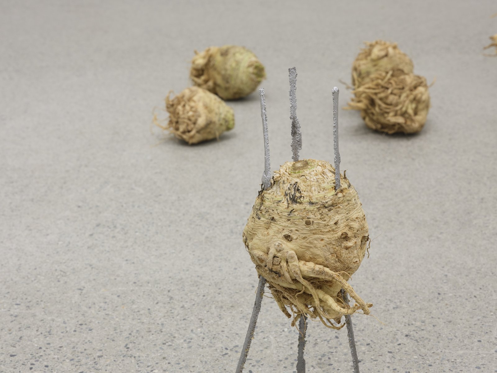 ​Rochelle Goldberg, Cosmic Footing (detail), 2019, celeriac, ginger, cast aluminum matches, cast bronze matches, installation dimensions variable by Rochelle Goldberg