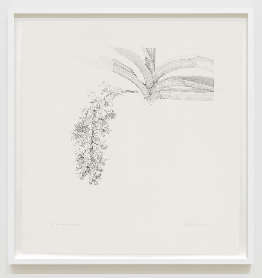 ​Charmian Johnson, Foxtail Orchid: Rhyncostus Violacea X Rhyncostus Gigantea, 1987, ink and graphite on paper, 27 x 26 in. (67 x 65 cm) by 