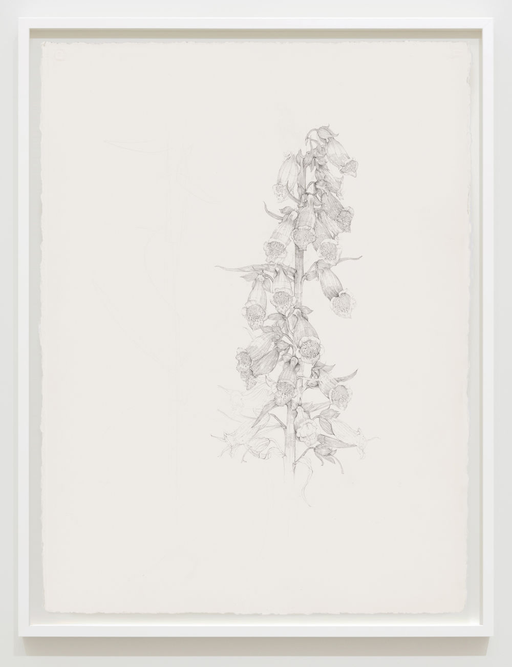 ​Charmian Johnson, not titled, unknown date, ink and graphite on paper, 34 x 26 in. (85 x 65 cm) by 