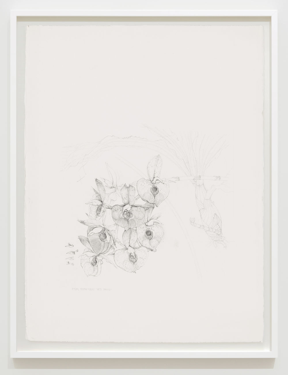 ​Charmian Johnson, CTSM. Susan Fuchs “Vi’s Choice”, unknown date, ink and graphite on paper, 34 x 26 in. (85 x 65 cm) by 