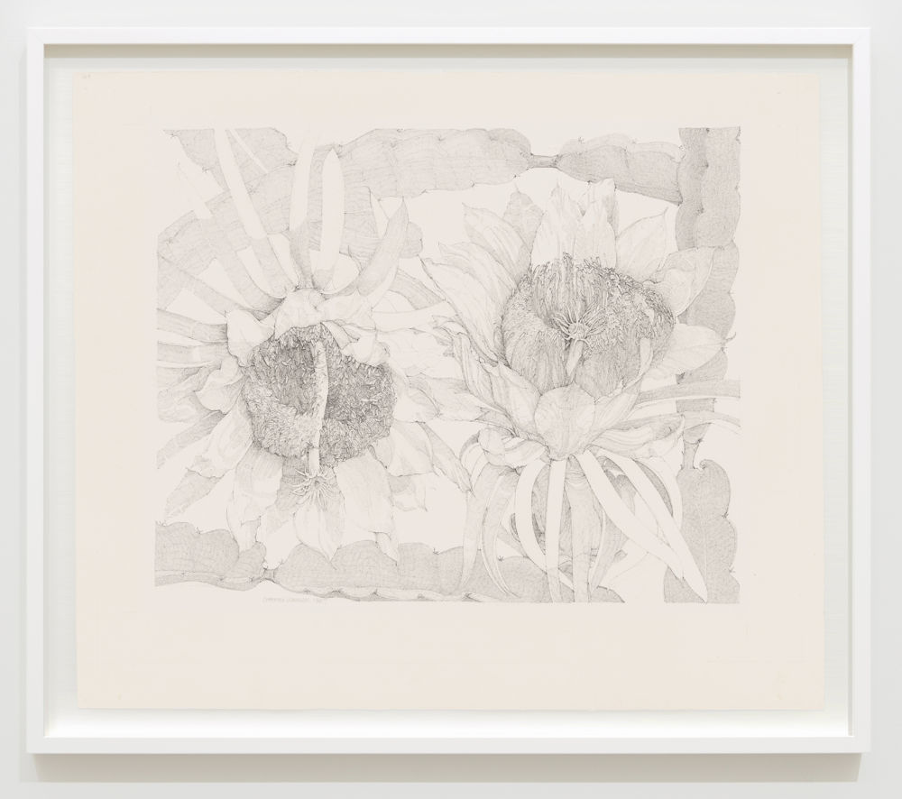 ​Charmian Johnson, Night-Blooming Cereus; Hylocereus Undatus, 1987, ink on paper, 26 x 30 in. (65 x 76 cm) by 