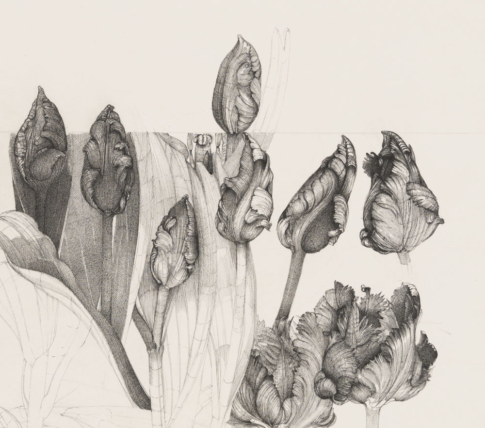 ​Charmian Johnson, not titled (detail), unknown date, ink and graphite on paper, 27 x 26 in. (67 x 65 cm)​​ by 