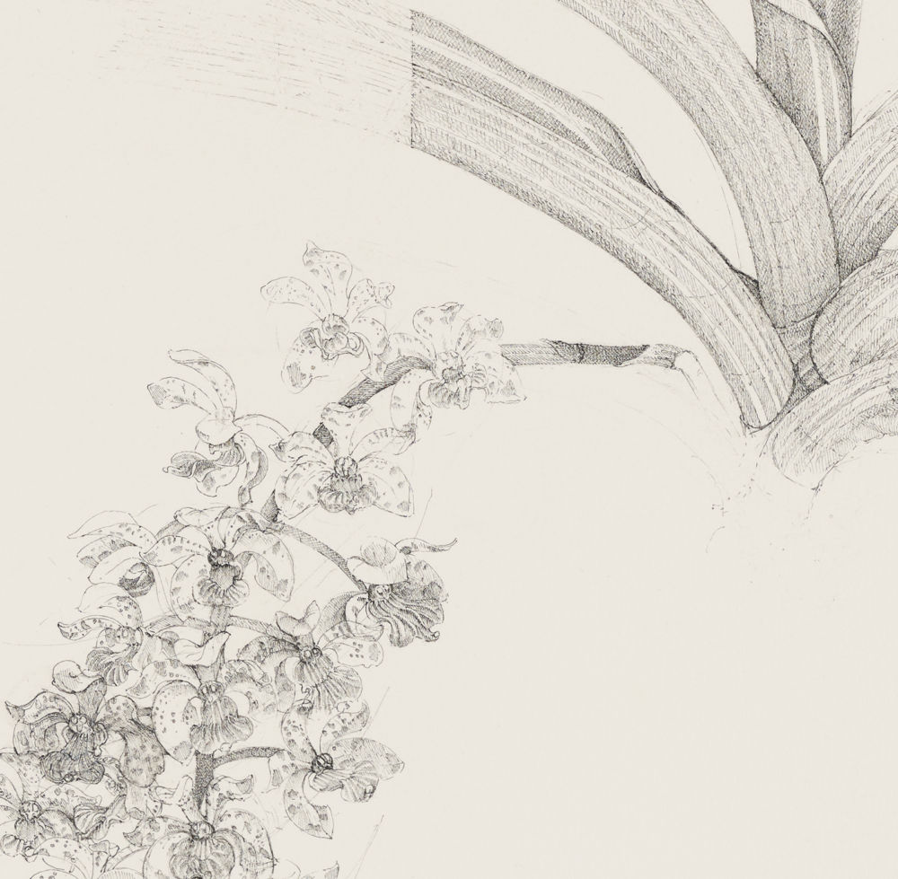 ​​Charmian Johnson, Foxtail Orchid: Rhyncostus Violacea X Rhyncostus Gigantea (detail), 1987, ink and graphite on paper, 27 x 26 in. (67 x 65 cm)​ by 