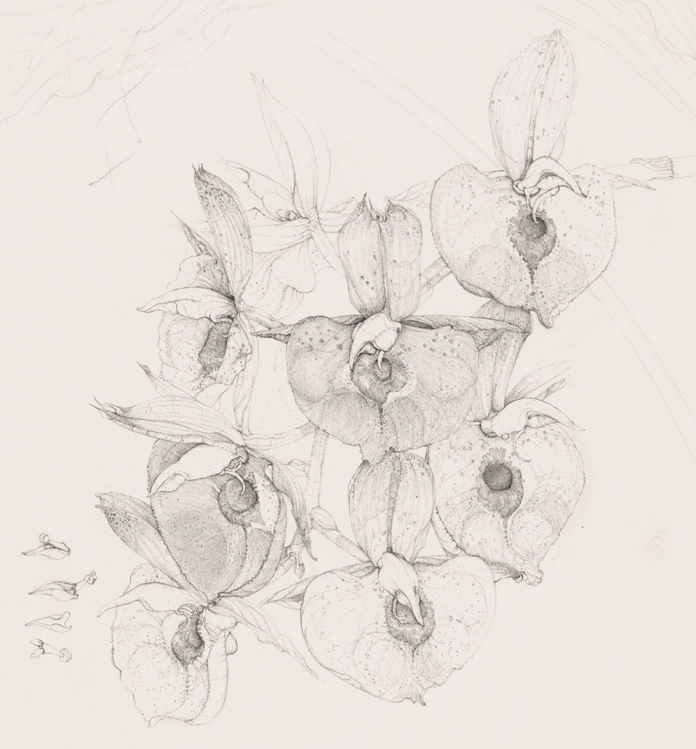​​Charmian Johnson, CTSM. Susan Fuchs “Vi’s Choice” (detail), unknown date, ink and graphite on paper, 34 x 26 in. (85 x 65 cm)​ by 