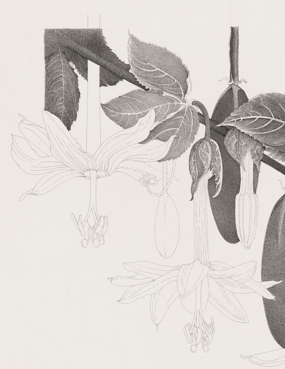 ​​Charmian Johnson, not titled (detail), unknown date, ink on paper, 26 x 30 in. (65 x 76 cm)​ by 
