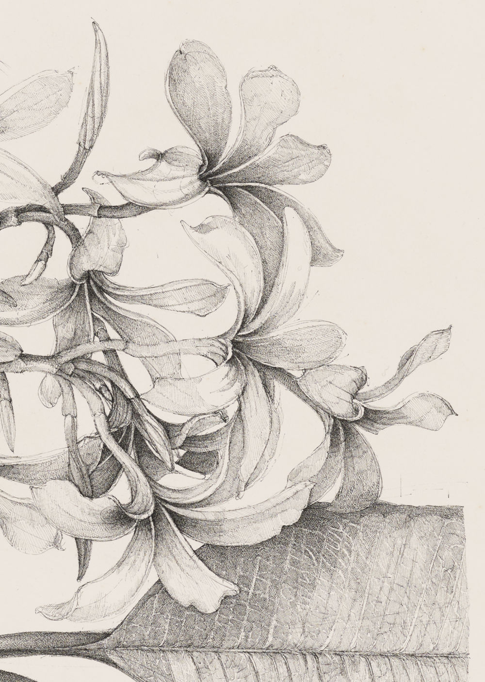 ​​Charmian Johnson, not titled (detail), unknown date, ink on paper, 26 x 34 in. (65 x 85 cm)​ by 