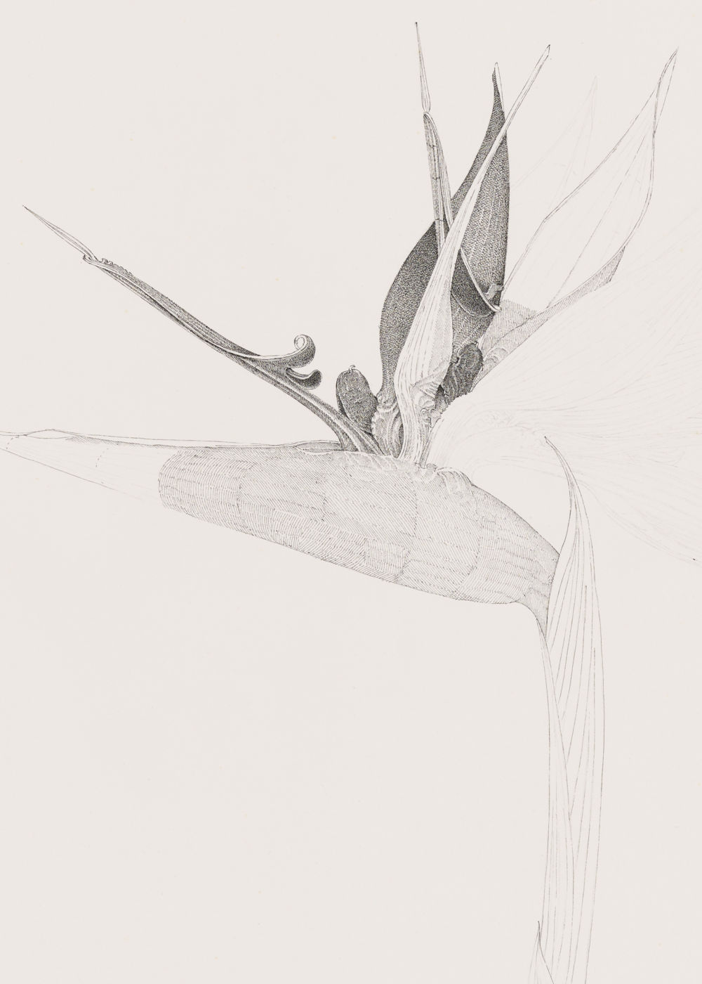 ​​Charmian Johnson, not titled (detail), unknown date, ink and graphite on paper, 31 x 23 in. (79 x 58 cm)​ by 