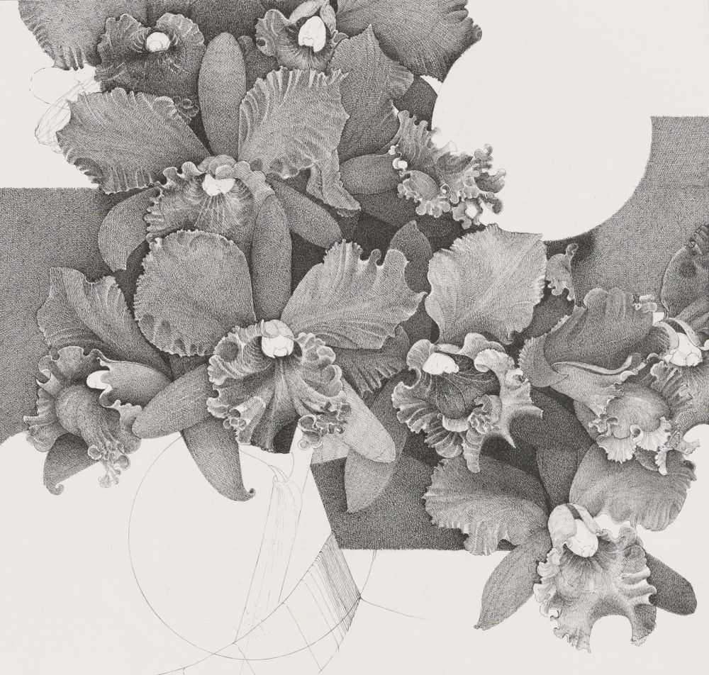 ​​Charmian Johnson, Yellow lilies, white edge of ruffles (detail), unknown date, ink on paper, 26 x 34 in. (65 x 85 cm)​ by 