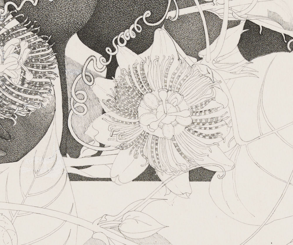 ​​Charmian Johnson, not titled (detail), unknown date, ink on paper, 34 x 26 in. (85 x 65 cm)​ by 