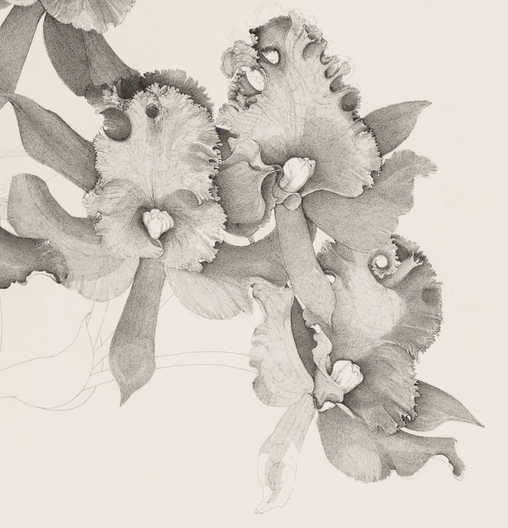 ​Charmian Johnson, not titled (detail), unknown date, ink and graphite on paper, 34 x 26 in. (85 x 65 cm)​ by 
