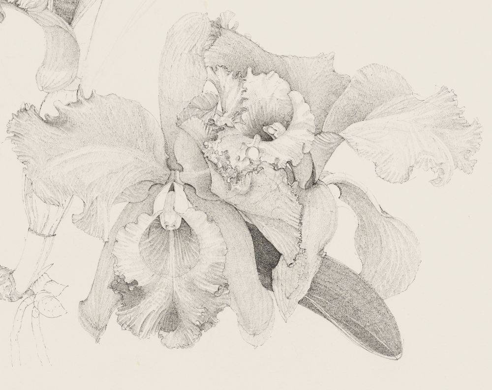 ​Charmian Johnson, C. Empress Bells X C. Princess Bells (detail), unknown date, ink on paper, 26 x 34 in. (65 x 85 cm)​​ by 