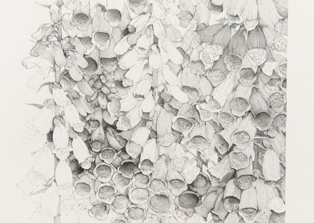 ​Charmian Johnson, detail view, completed 2017, ink on paper, 26 x 34 in. (66 x 86 cm) by 