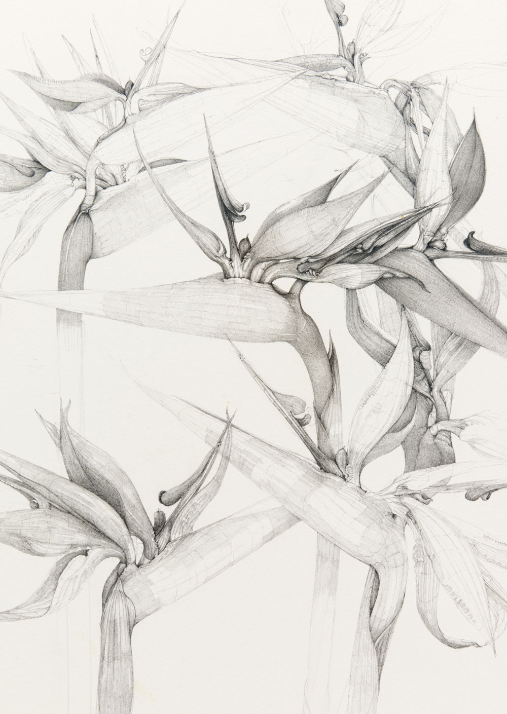 ​​Charmian Johnson, detail view, 1988, ink on paper, 34 x 26 in. (86 x 66 cm)​ by 