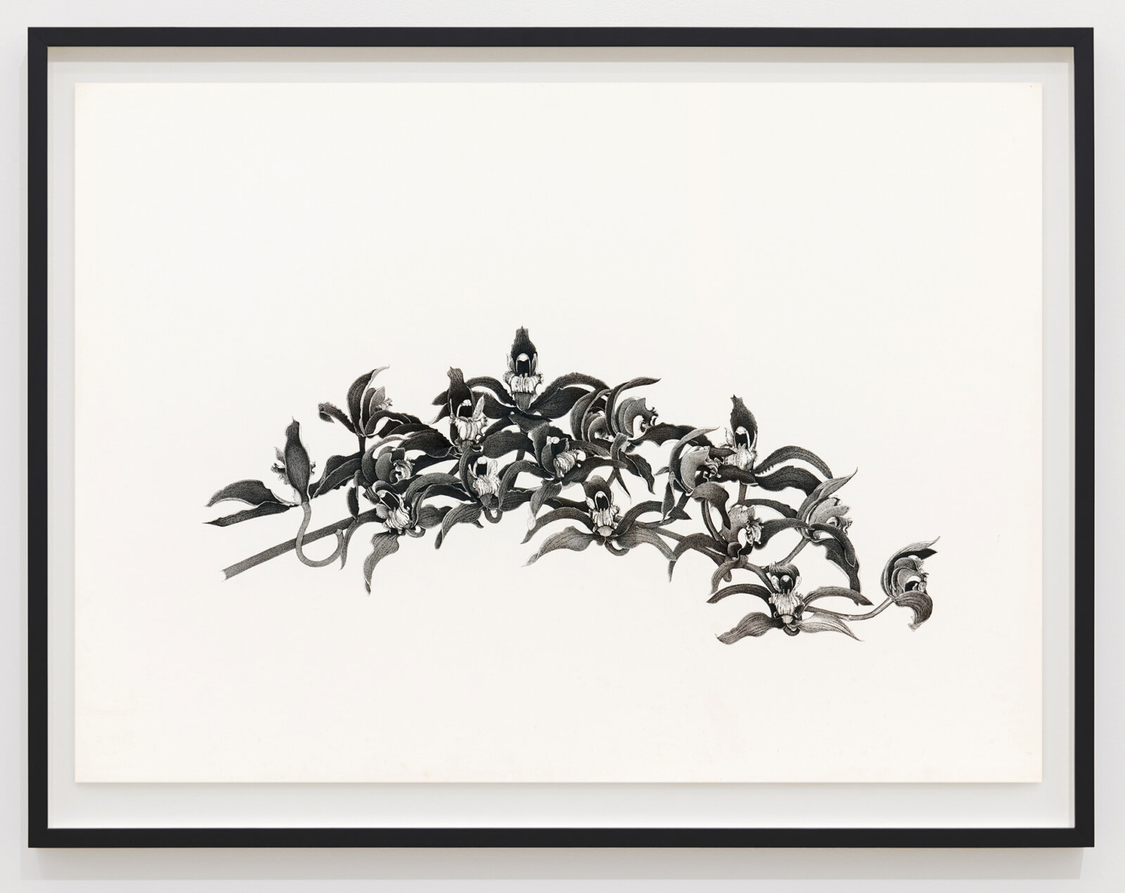 Charmian Johnson, not titled, 1980, ink and graphite on paper, 26 x 34 in. (65 x 85 cm)