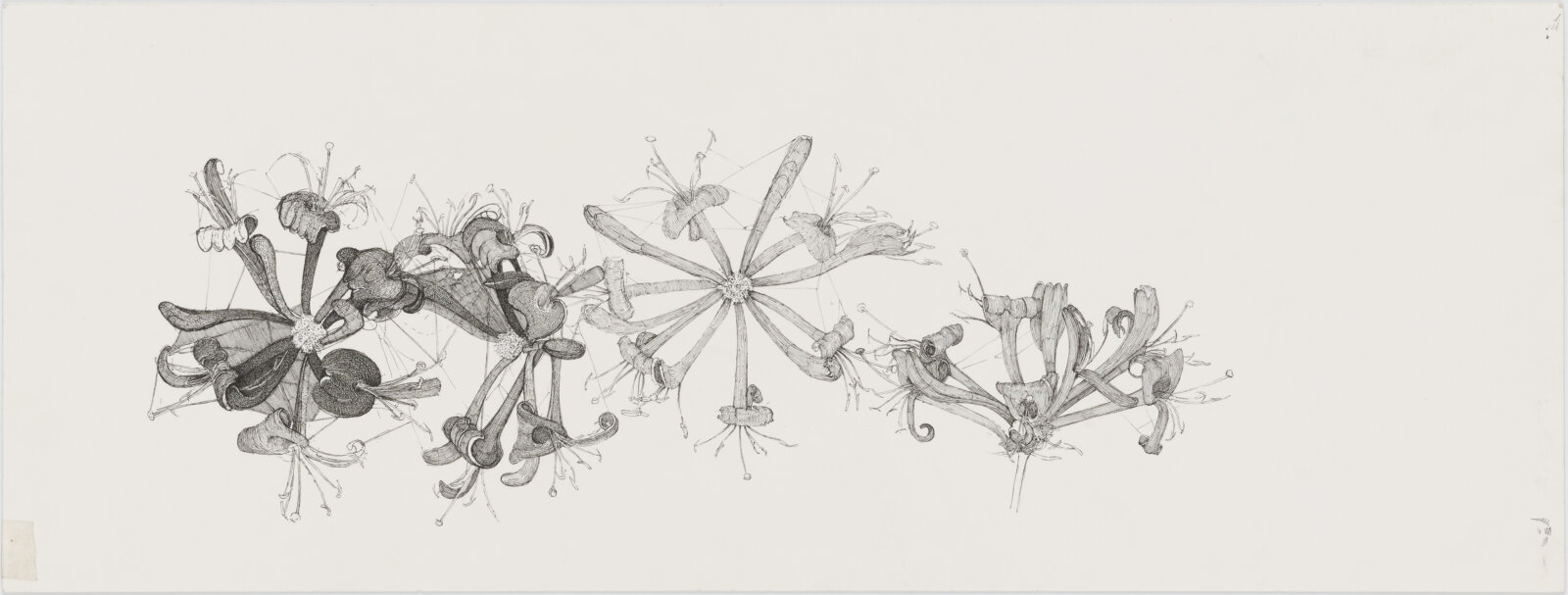 Charmian Johnson, not titled, date unknown, ink on paper, 8 x 20 in. (20 x 51 cm)