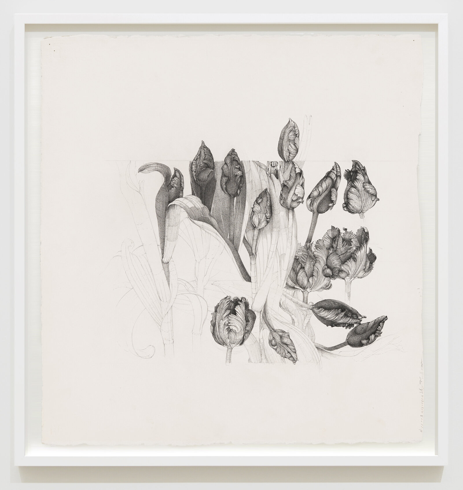 Charmian Johnson, not titled, date unknown, ink and graphite on paper, 27 x 26 in. (67 x 65 cm)